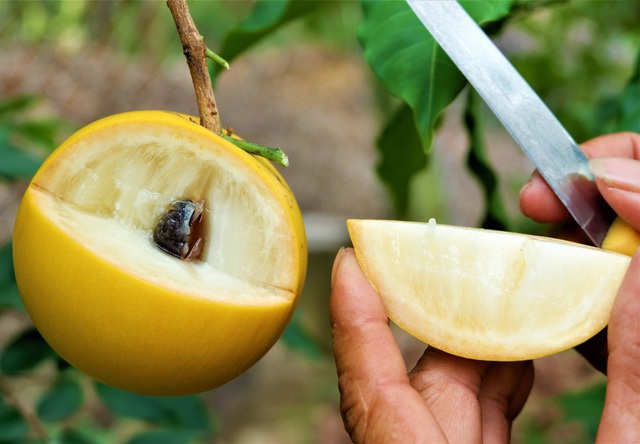 Vú sữa lạ màu vàng ươm, vị thơm nức cháy hàng cây giống-3