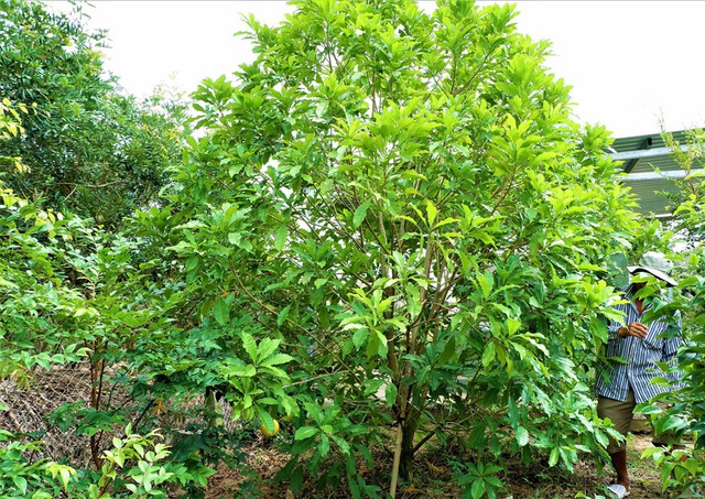 Vú sữa lạ màu vàng ươm, vị thơm nức cháy hàng cây giống-4