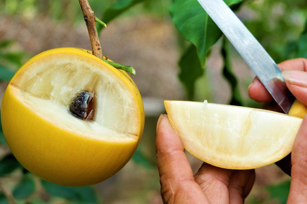 Thanh trà Thái giá rẻ giật mình, hóa ra hàng nhà thanh trà miền Tây-5