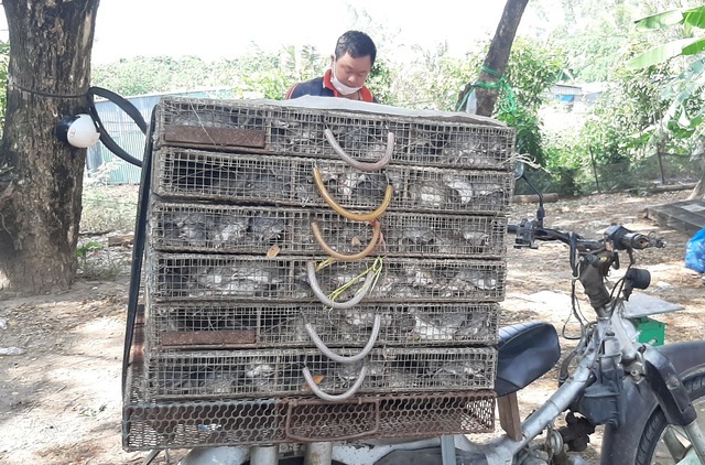 Chợ chuột đồng ở vùng biên bán bao nhiêu mua hết bấy nhiêu-2