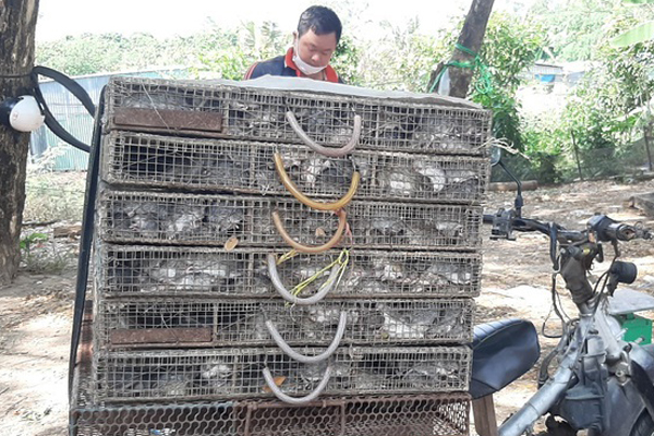 Giá chuột đồng đắt hơn thịt heo, có thời điểm 120.000 đồng/kg-4