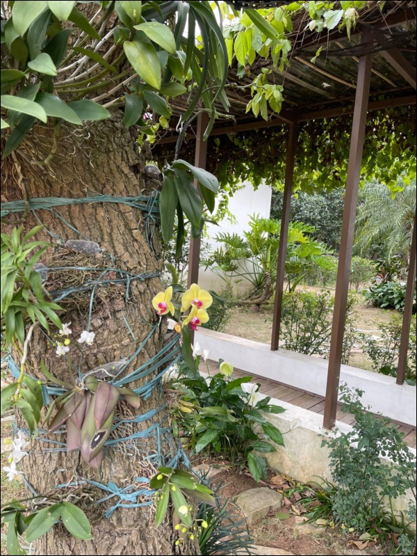 Biệt thự sân vườn ngập tràn hoa lan vạn người mê của ca sĩ Mỹ Linh-4