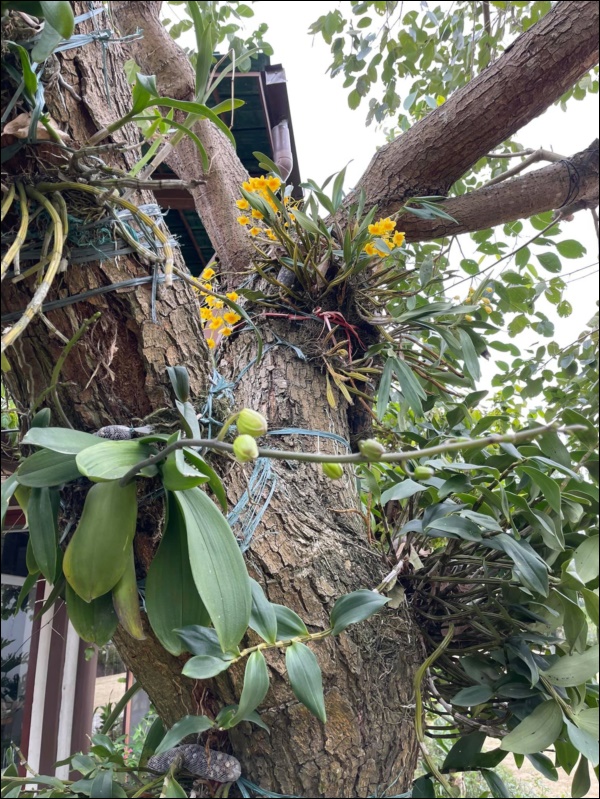 Biệt thự sân vườn ngập tràn hoa lan vạn người mê của ca sĩ Mỹ Linh-3