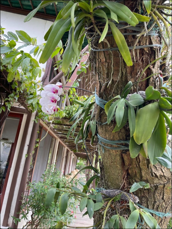 Biệt thự sân vườn ngập tràn hoa lan vạn người mê của ca sĩ Mỹ Linh-5