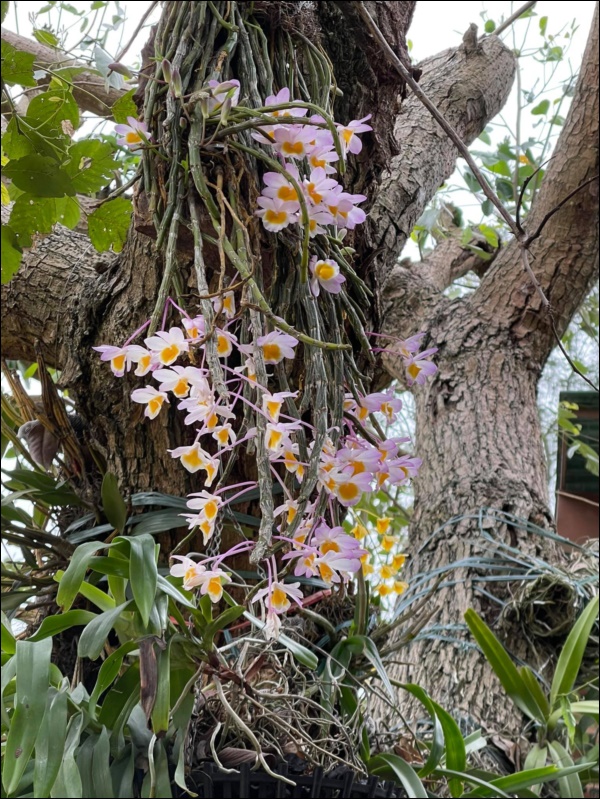 Biệt thự sân vườn&nbsp;ngập tràn hoa lan vạn người mê&nbsp;của ca sĩ&nbsp;Mỹ Linh-6