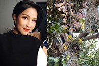 Biệt thự sân vườn ngập tràn hoa lan vạn người mê của ca sĩ Mỹ Linh