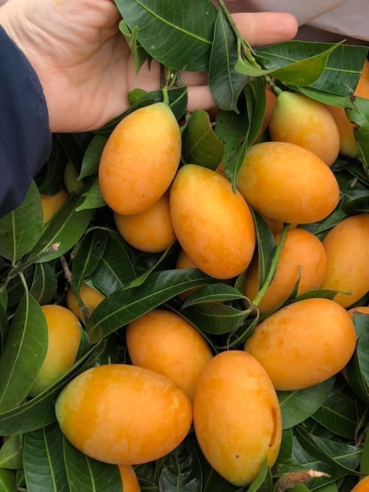 Thanh trà Thái giá rẻ giật mình, hóa ra hàng nhà thanh trà miền Tây-2