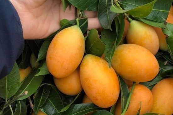 Thanh trà Thái giá rẻ giật mình, hóa ra hàng nhà thanh trà miền Tây
