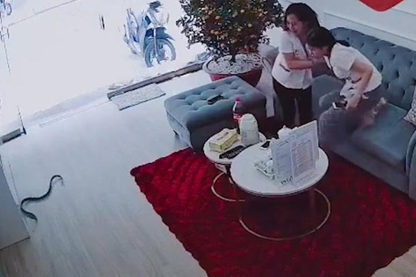 Bị ngáng đường, bò tung cước đá bay người phụ nữ-1