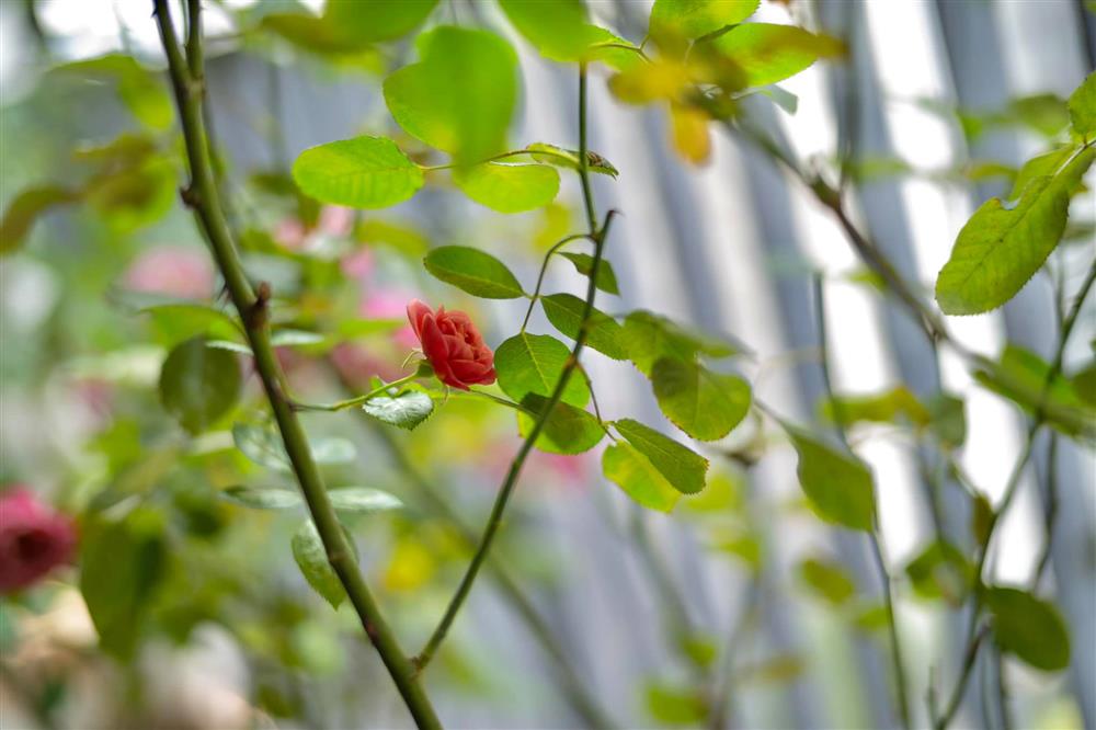 Căn hộ cao cấp của MC VTV: Nội thất sang trọng, ấn tượng hơn cả là công nghệ thông minh trong nhà-17