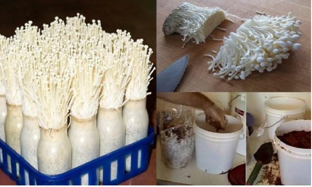 Trồng nấm kim châm tại nhà cứ làm theo cách này, chỉ đúng 2 tuần là tha hồ ăn thỏa thích-1
