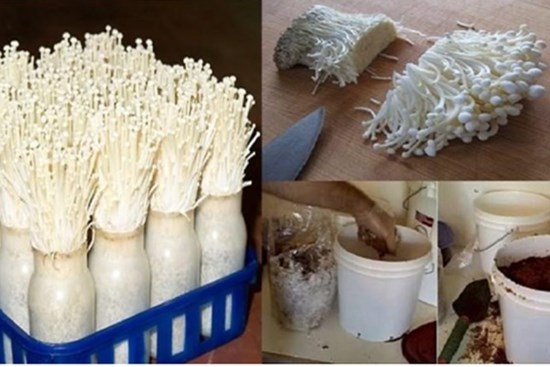 Trồng nấm kim châm tại nhà cứ làm theo cách này, chỉ đúng 2 tuần là tha hồ ăn thỏa thích