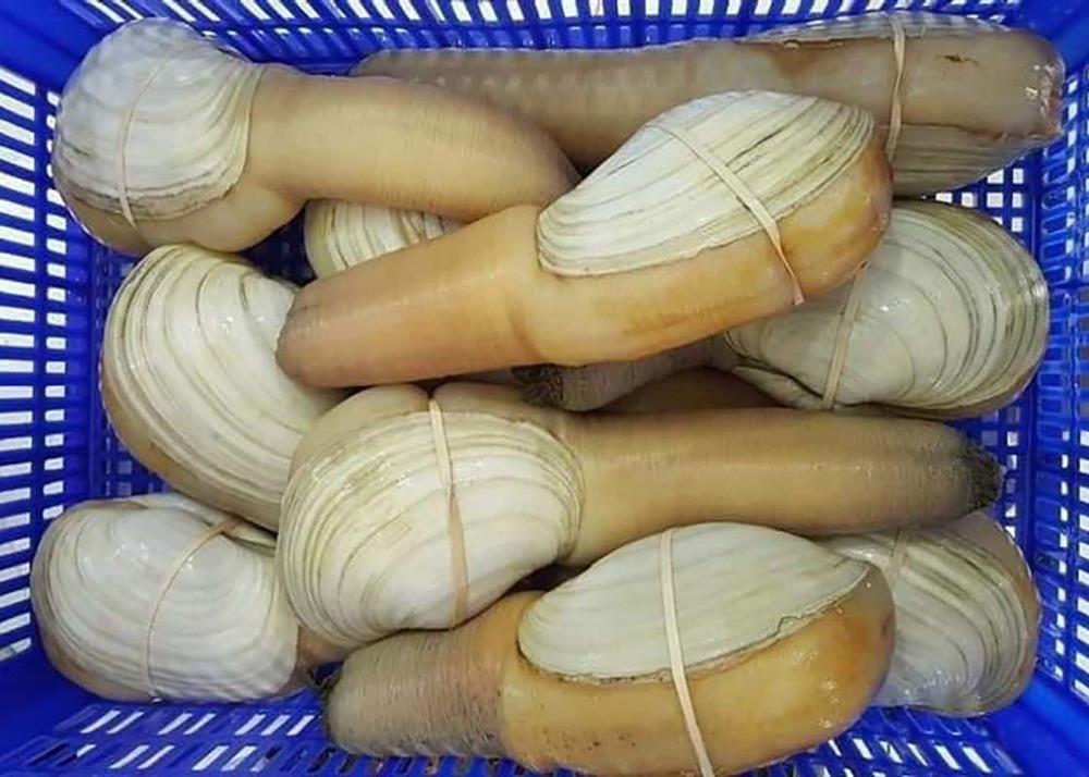 Ốc vòi voi khổng lồ đổ về Việt Nam, giá rẻ chưa từng có-2