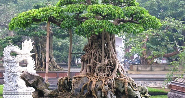 Té ghế với những loại cây có giá trên mây trăm tỷ đồng ở Việt Nam-1