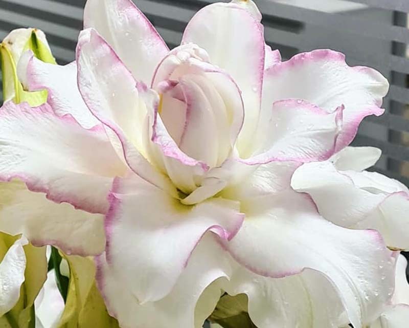 Loại hoa ly siêu đắt đỏ, chị em Hà thành ráo riết lùng mua-2