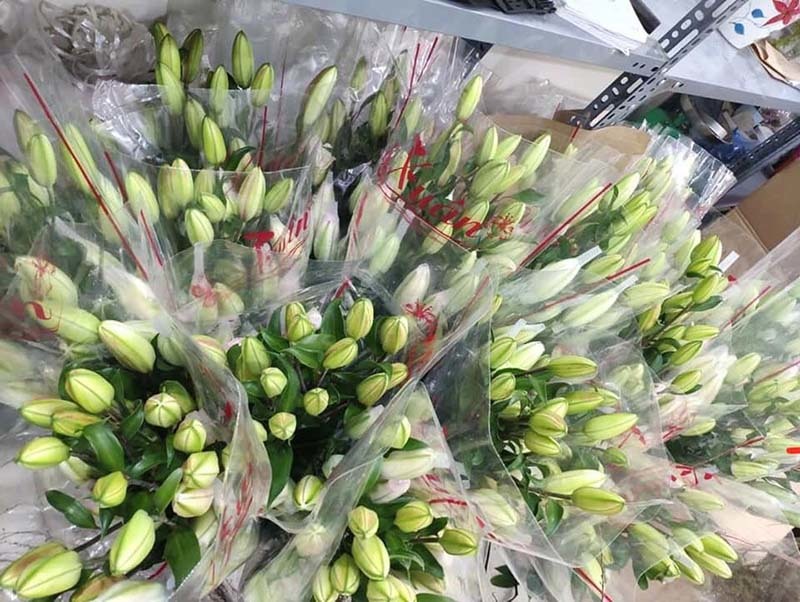 Loại hoa ly siêu đắt đỏ, chị em Hà thành ráo riết lùng mua-5