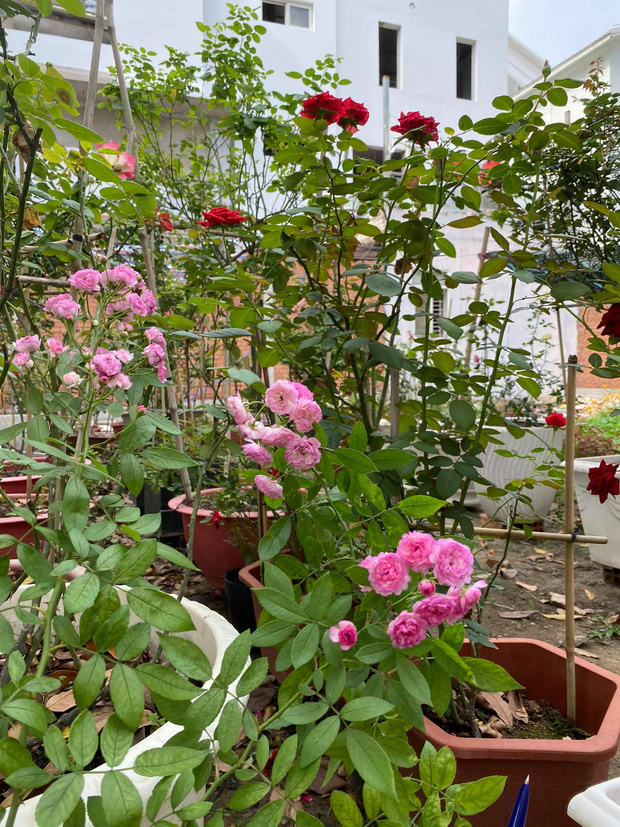 Biệt thự của Quý Bình và bà xã doanh nhân: Hoa phủ kín lối đi, mảnh vườn lớn là ao ước của nhiều người-9