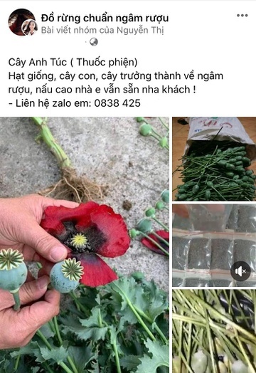 Rao bán công khai quả cây thuốc phiện trên mạng-1