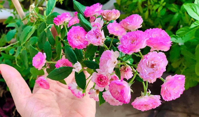 Ca sĩ Mỹ Lệ có ban công đầy hoa nở 4 mùa: Bí quyết tưởng khó mà dễ-3