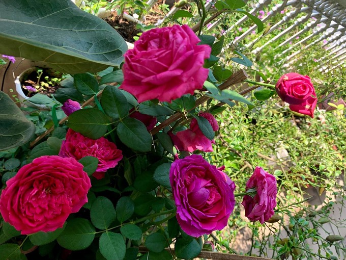 Ca sĩ Mỹ Lệ có ban công đầy hoa nở 4 mùa: Bí quyết tưởng khó mà dễ-4