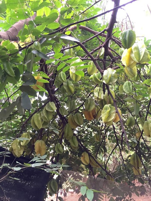 Thăm khu vườn cây trái rộng bạt ngàn của NSƯT Chiều Xuân-4
