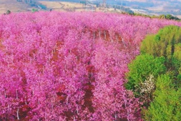 Cung điện Mùa Đông, công trình biểu tượng của Nga-1