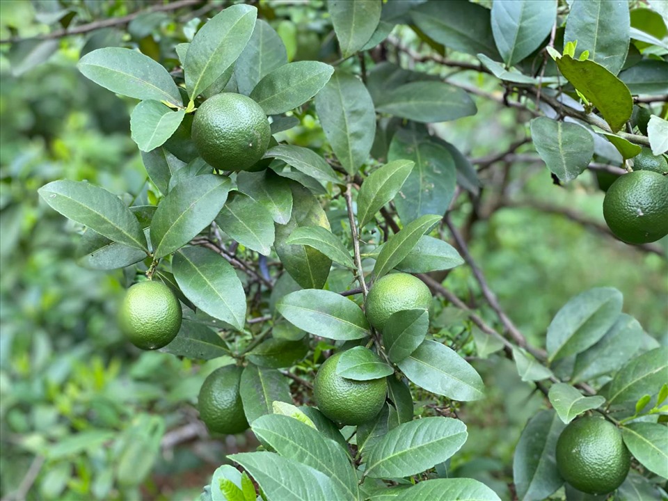 Thăm khu vườn cây trái rộng bạt ngàn của NSƯT Chiều Xuân-12