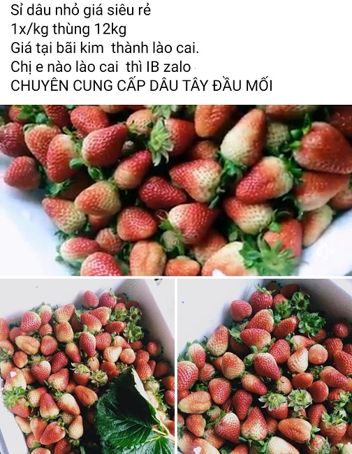 Dâu tây Mộc Châu bán ngập chợ, làm thế nào để phân biệt với dâu Trung Quốc?-2