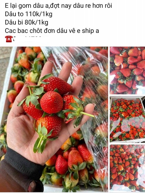 Dâu tây Mộc Châu bán ngập chợ, làm thế nào để phân biệt với dâu Trung Quốc?-4