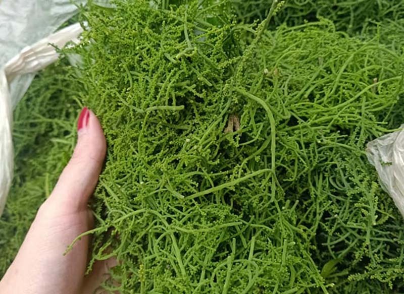 Món rau lạ trên rừng về Hà Nội, 200 nghìn/kg vẫn ‘cháy hàng’-3