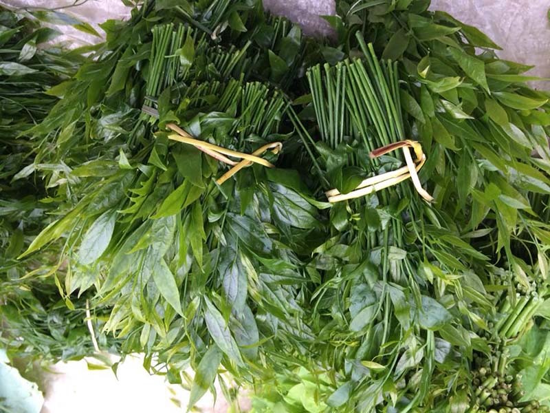 Món rau lạ trên rừng về Hà Nội, 200 nghìn/kg vẫn ‘cháy hàng’-4