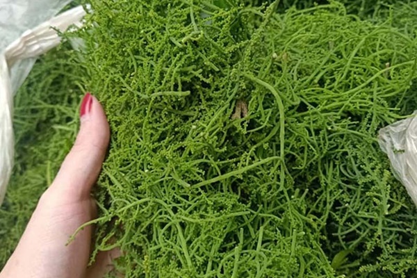 Dân Hà Nội lùng mua rau kim cương, đồ lạ mới về giá đắt, cháy hàng-4