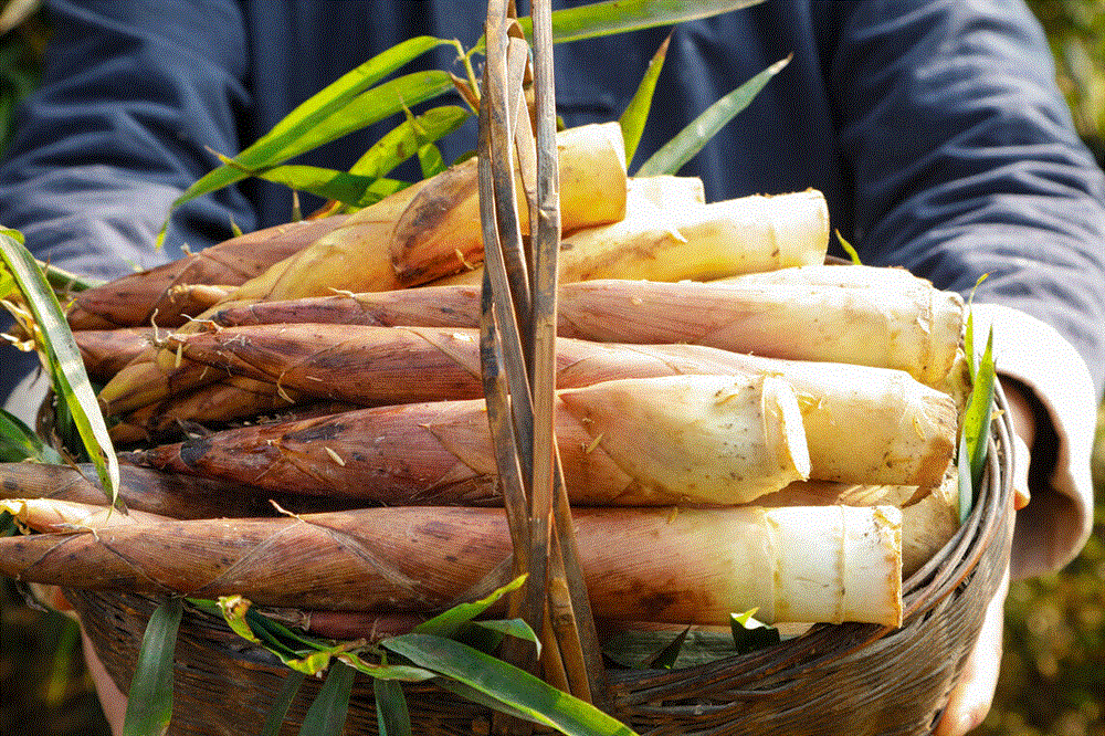 Khi mua măng nên chọn loại măng dày hay dài? Đừng nhầm lẫn giữa 2 loại nếu không sẽ rất lãng phí tiền-1