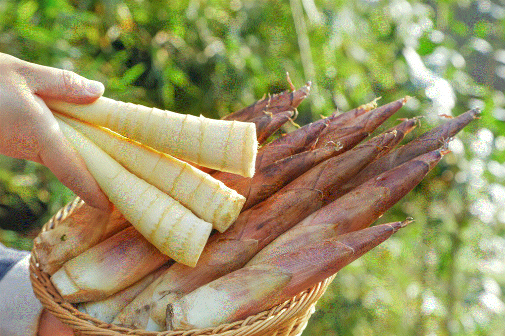 Khi mua măng nên chọn loại măng dày hay dài? Đừng nhầm lẫn giữa 2 loại nếu không sẽ rất lãng phí tiền-5