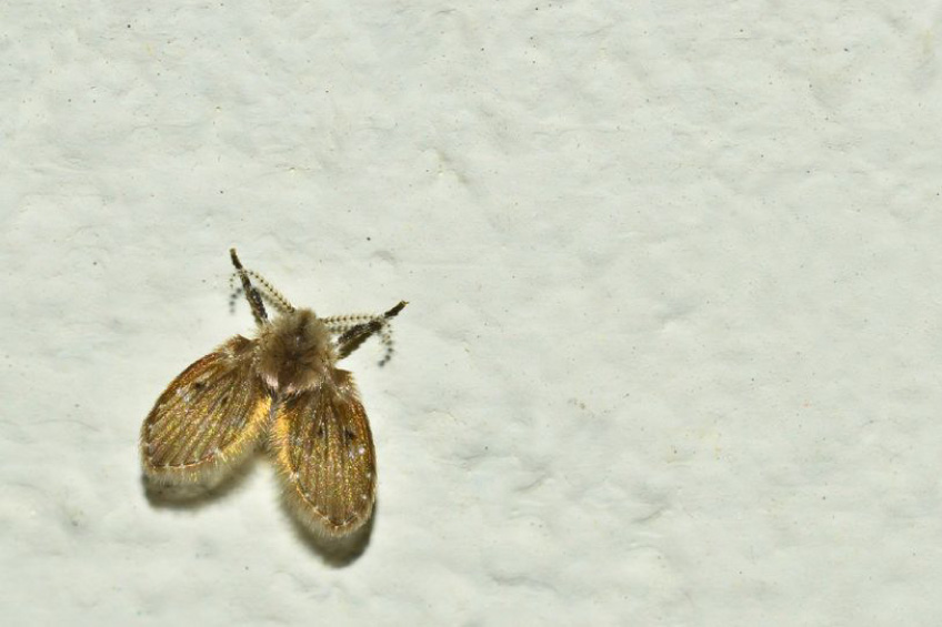 Phòng tắm đầy ruồi cánh bướm gây khó chịu, chuyên gia khuyến cáo đừng tùy tiện đụng tay vào nếu không hậu quả sẽ thật khủng khiếp-1