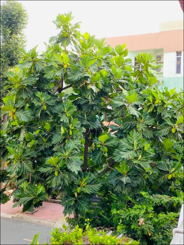 Biệt thự triệu đô của Vy Oanh và chồng đại gia hoa tươi nở bốn mùa, cây trái sai trĩu quả-4