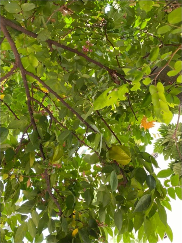 Biệt thự triệu đô của Vy Oanh và chồng đại gia hoa tươi nở bốn mùa, cây trái sai trĩu quả-5