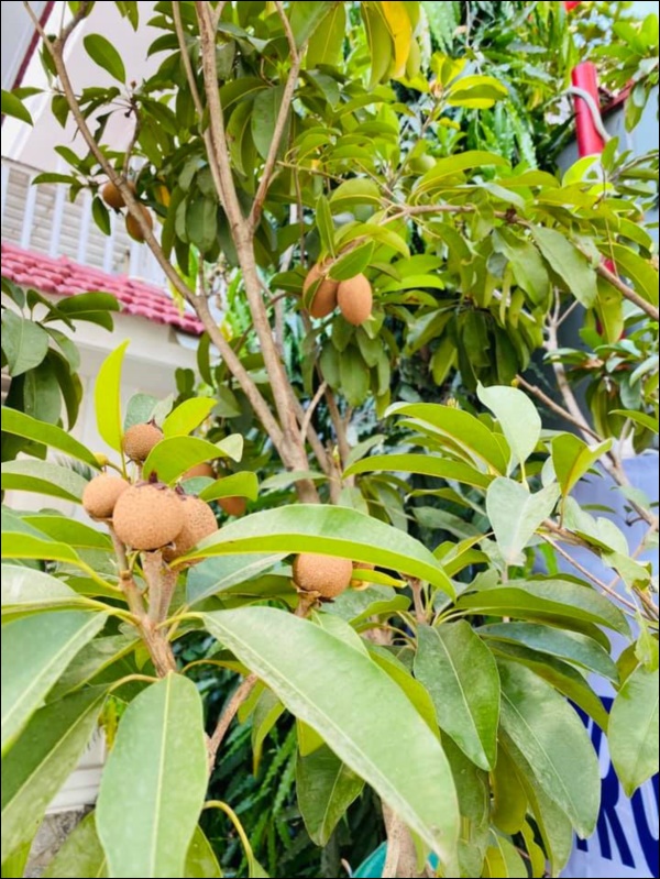 Biệt thự triệu đô của Vy Oanh và chồng đại gia hoa tươi nở bốn mùa, cây trái sai trĩu quả-6