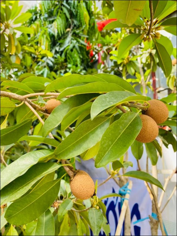 Biệt thự triệu đô của Vy Oanh và chồng đại gia hoa tươi nở bốn mùa, cây trái sai trĩu quả-7