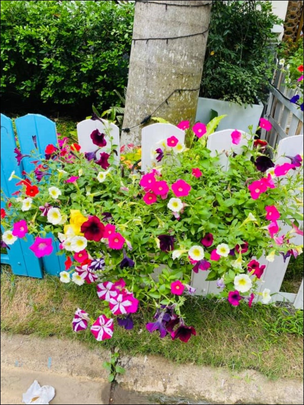 Biệt thự triệu đô của Vy Oanh và chồng đại gia hoa tươi nở bốn mùa, cây trái sai trĩu quả-12