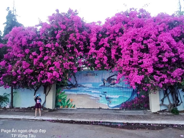 Xôn xao giàn hoa giấy khổng lồ đẹp nhất Vũng Tàu bị kẻ gian chặt gốc, cư dân mạng xót xa chia sẻ hình ảnh gốc cây lửng lơ bên vệ đường!?-1