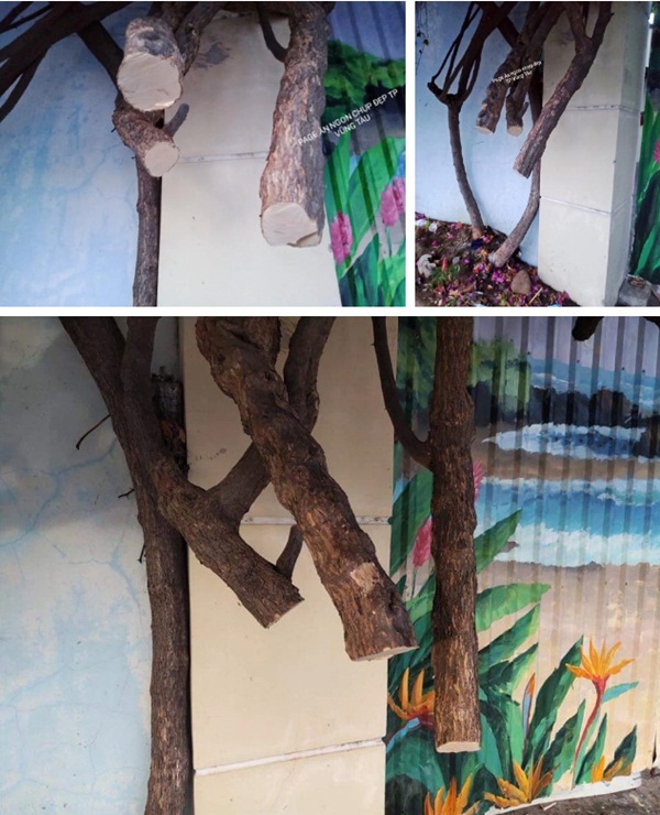 Xôn xao giàn hoa giấy khổng lồ đẹp nhất Vũng Tàu bị kẻ gian chặt gốc, cư dân mạng xót xa chia sẻ hình ảnh gốc cây lửng lơ bên vệ đường!?-2