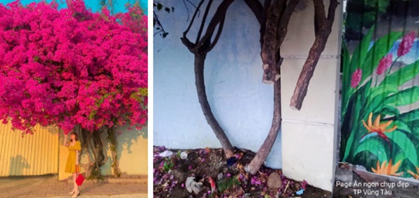 Xôn xao giàn hoa giấy khổng lồ đẹp nhất Vũng Tàu bị kẻ gian chặt gốc, cư dân mạng xót xa chia sẻ hình ảnh gốc cây lửng lơ bên vệ đường!?-3