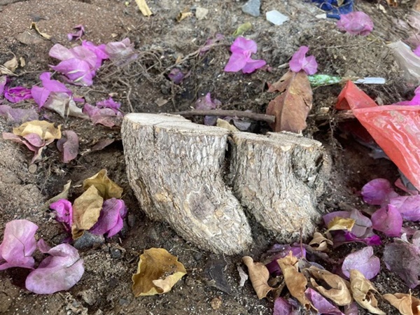 Xôn xao giàn hoa giấy khổng lồ đẹp nhất Vũng Tàu bị kẻ gian chặt gốc, cư dân mạng xót xa chia sẻ hình ảnh gốc cây lửng lơ bên vệ đường!?-4