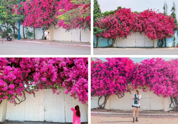 Xôn xao giàn hoa giấy khổng lồ đẹp nhất Vũng Tàu bị kẻ gian chặt gốc, cư dân mạng xót xa chia sẻ hình ảnh gốc cây lửng lơ bên vệ đường!?-5