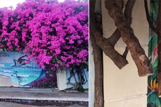 Xôn xao giàn hoa giấy khổng lồ đẹp nhất Vũng Tàu bị kẻ gian chặt gốc, cư dân mạng xót xa chia sẻ hình ảnh gốc cây