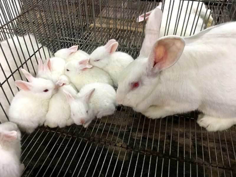 Bỏ việc nhà nước về nuôi thỏ: Bán thẳng qua Nhật, thu tiền tỷ mỗi năm-1