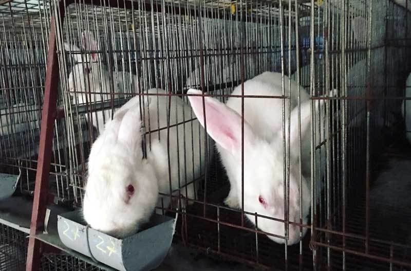 Bỏ việc nhà nước về nuôi thỏ: Bán thẳng qua Nhật, thu tiền tỷ mỗi năm-2