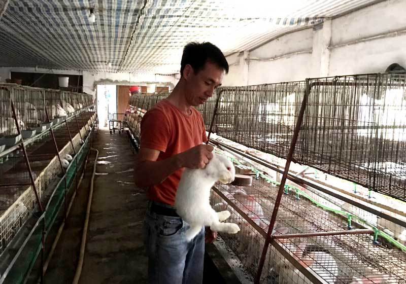 Bỏ việc nhà nước về nuôi thỏ: Bán thẳng qua Nhật, thu tiền tỷ mỗi năm-4