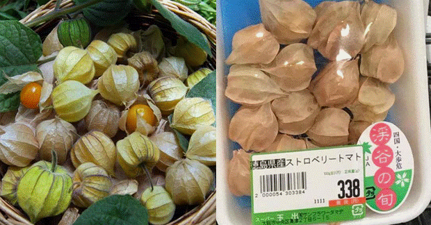 Một loại quả mọc dại đầy đồng quê Việt Nam bỗng gây sốt, giá bán tới 400k/kg-4